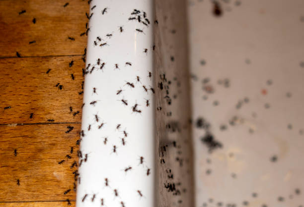 Best Wildlife Control Services  in El Dorado, KS