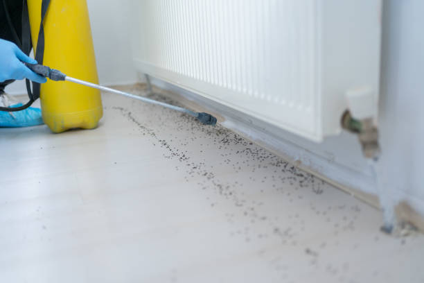 Flea Control Services in El Dorado, KS